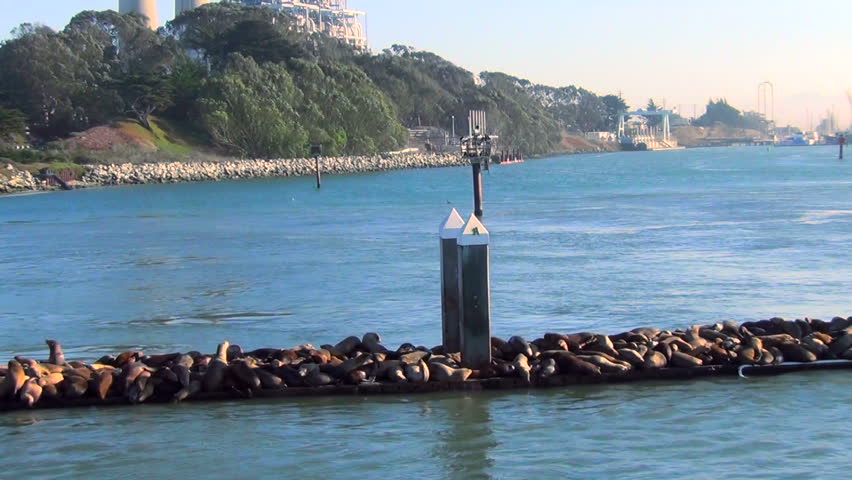 Sea lions colony