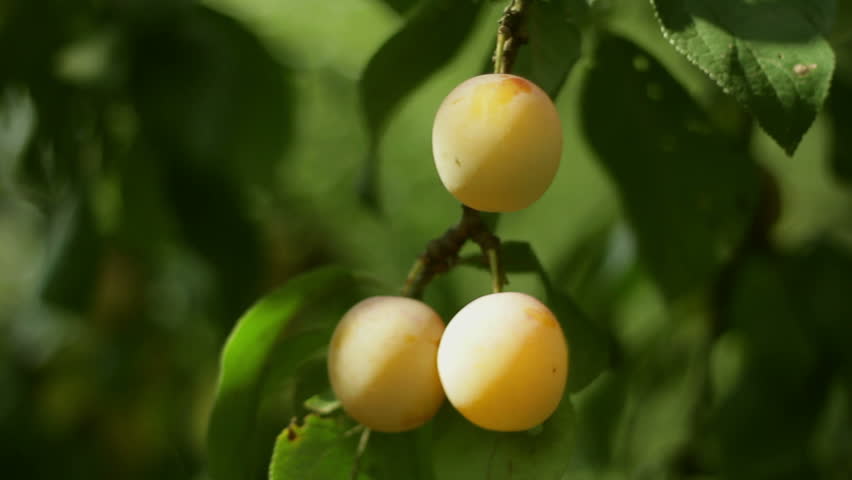Plum picking 