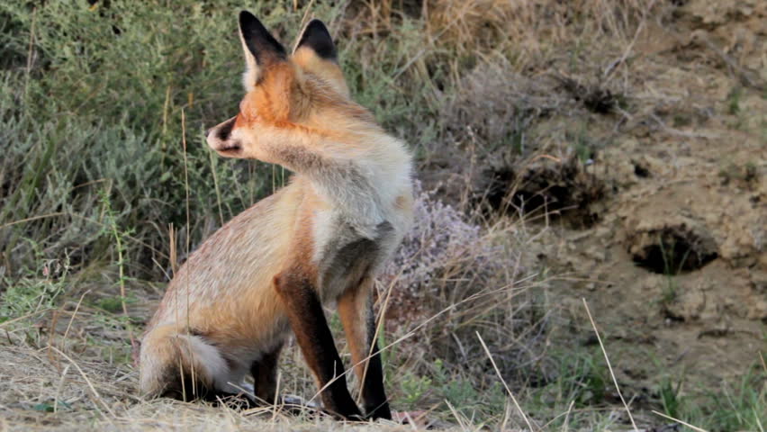 fox in the wild