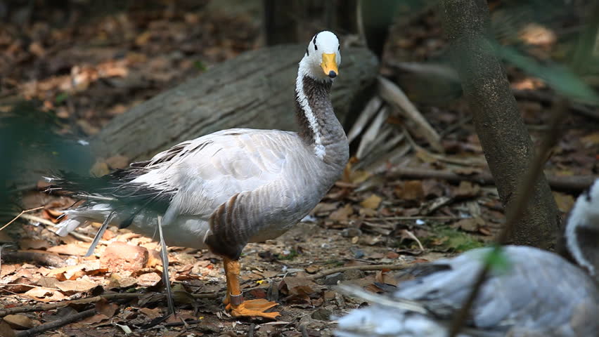 Bar-headed goose (Anser indicus)
