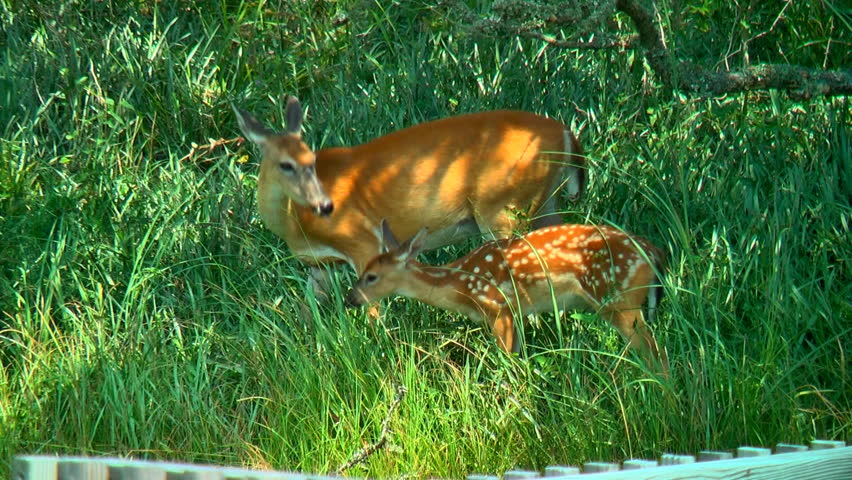 A tender scene of a mother whitetail deer grooming her newborn fawn and the baby grooms her in response