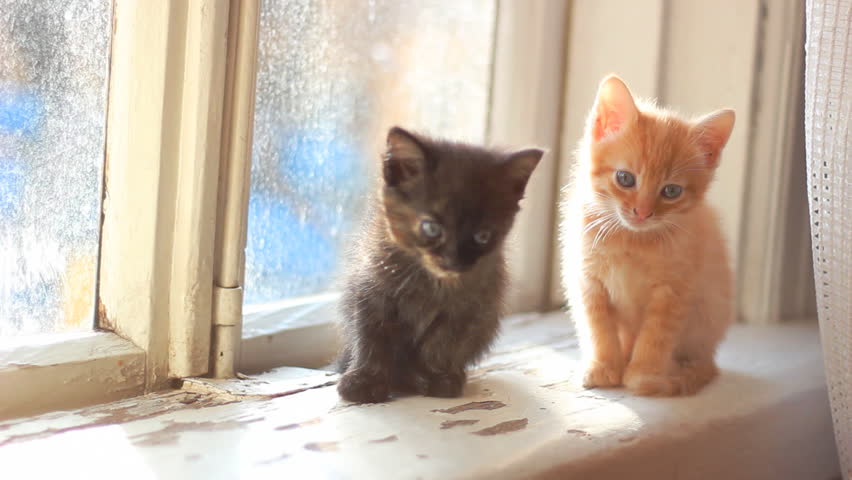 cute kittens sitting on a window sill