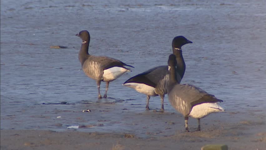 brant goose or brent goose (Branta bernicla ) wintering at the Wadden Sea