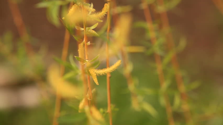Blooming Catkin. Rack focus in the front.