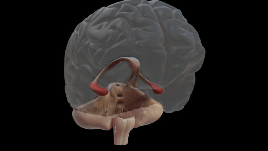 3D rotating view zooming into limbic system with hippocampus highlighted red, showing cerebellum,  transparent cereberum and other sections of limbic system include amygdalae, the gyri and cortices 