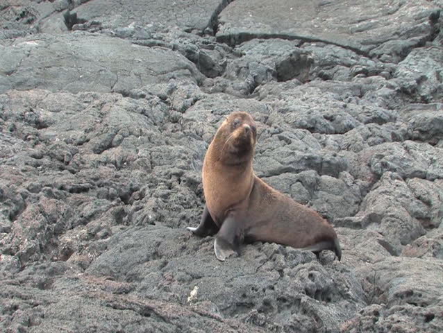 Fur sea lions are not commonly found in the Galapagos archepelago. They generally sleep during the day and they swim and hunt at night. They were nearly extinct due to hunting by whalers.