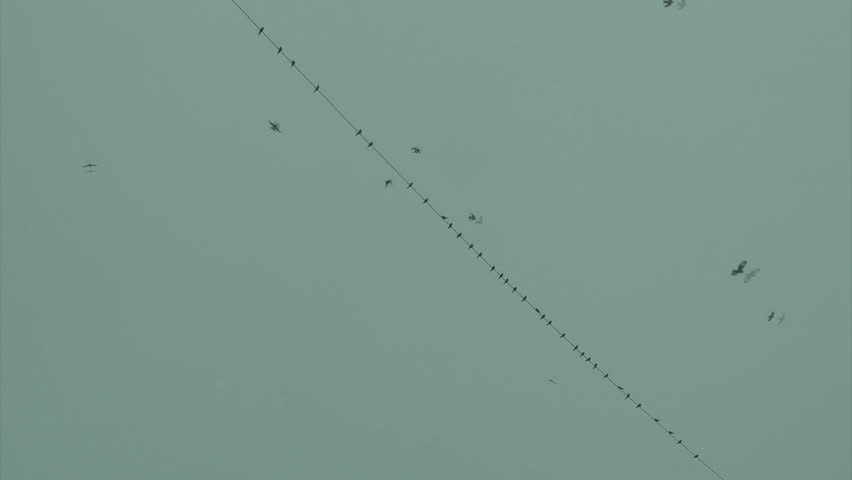 The Swallows standing on the wire