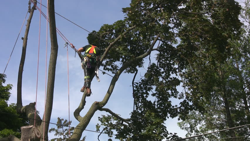 TORONTO - AUGUST 20: An arborist cuts a tree down in East York, August 20, 2008. Property owners have a legal right to remove trees that pose a safety hazard.