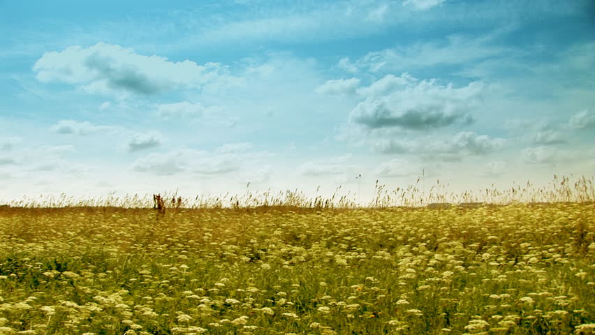 grassy field on sunny and windy day panoramic