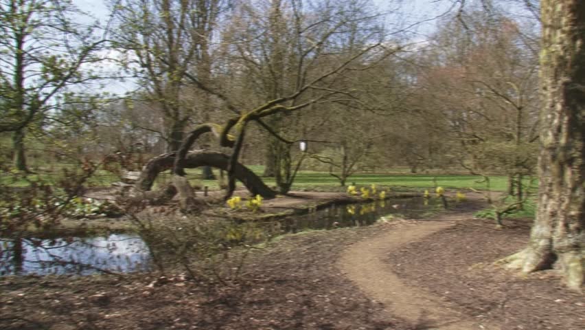 pan + hold: park, pond + Western Skunk Cabbage  (Lysichiton americanus)