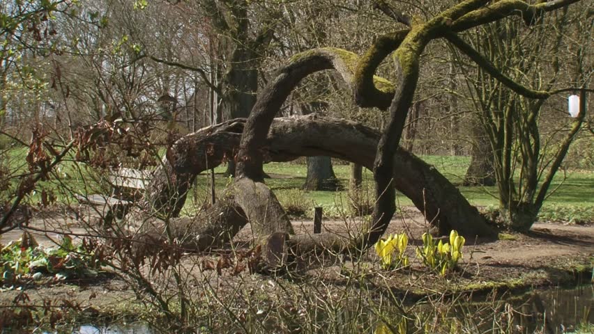  tree trunk + pond + Western Skunk Cabbage (Lysichiton americanus)