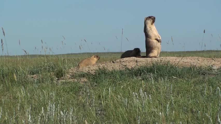 Marmots live in the desert. Wild marmots are very intelligent, careful and observant. When danger marmots warn each other with loud cries and ran to his hole.
