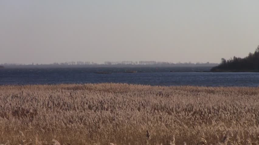 swaying reeds