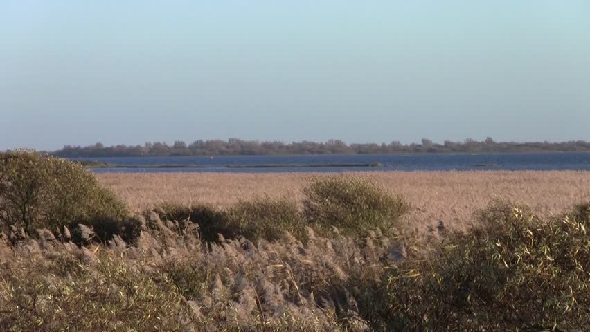 swaying reeds