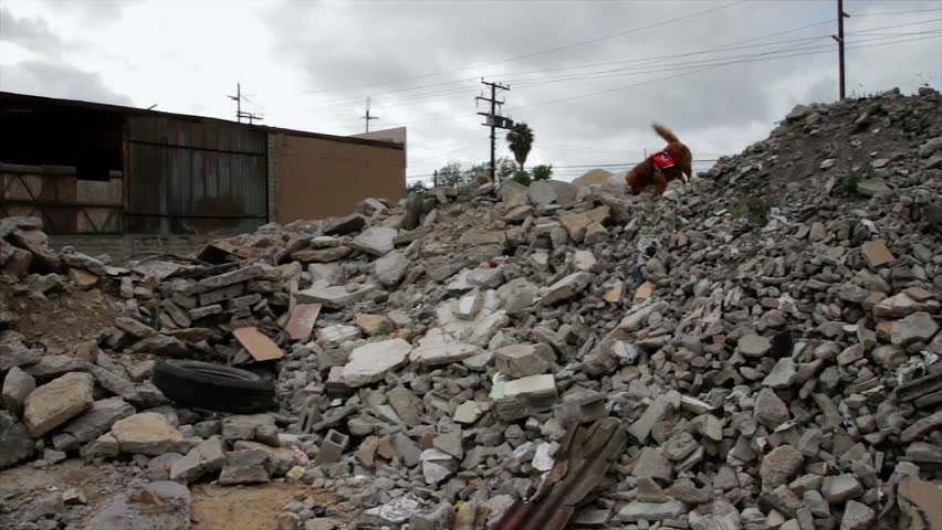Rescue Dog searching over the rubble of buildings collapsed after natural disaster
