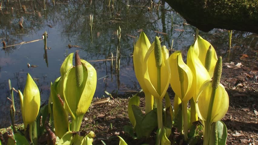 Western Skunk Cabbage  (Lysichiton americanus) close up