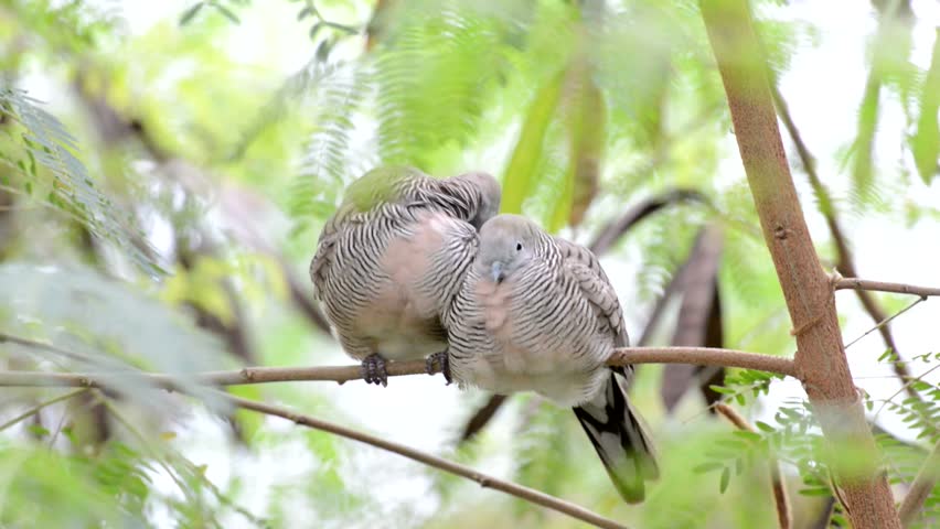 Two Spotted Dove resting on a tree branch