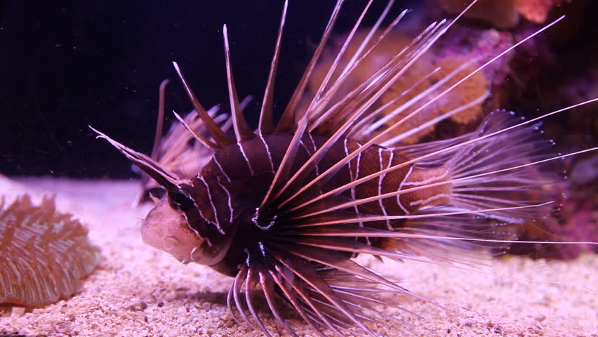 Clearfin lion-fish. Dangerous fish of the Red Sea (Pterois antennata)

