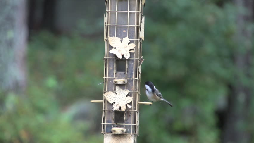 Bird Feeder