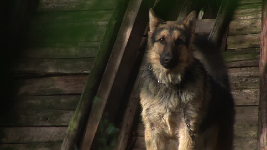 Dog barking at the intruder with camera :)
