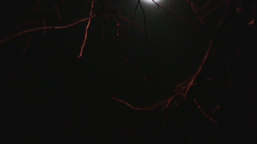 Moon in branches panning from black 