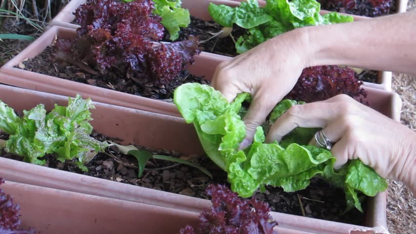Picking home grown lettuce