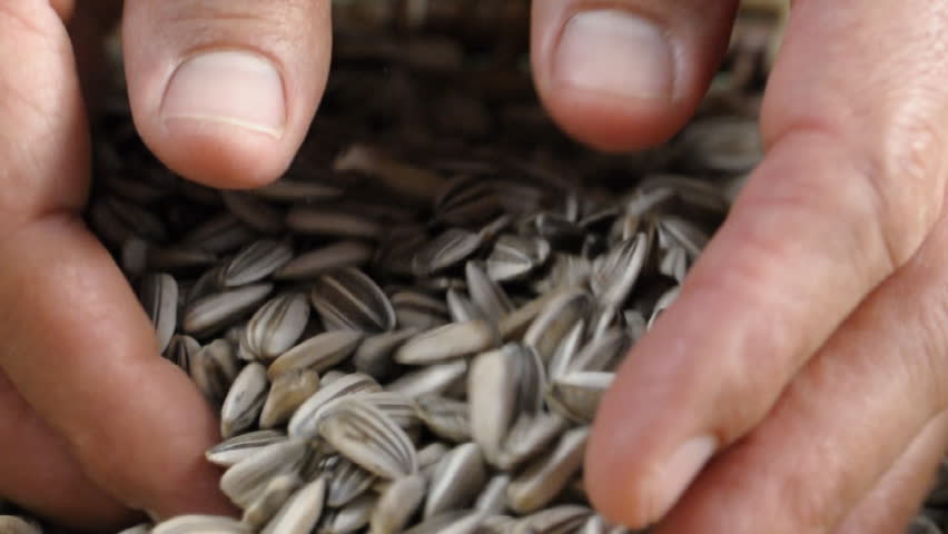 Closeup of man scooping sunflower seeds with two hands