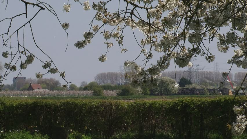 view of blooming orchards in the Betuwe. The Betuwe in Holland is famous for its fruit production.
