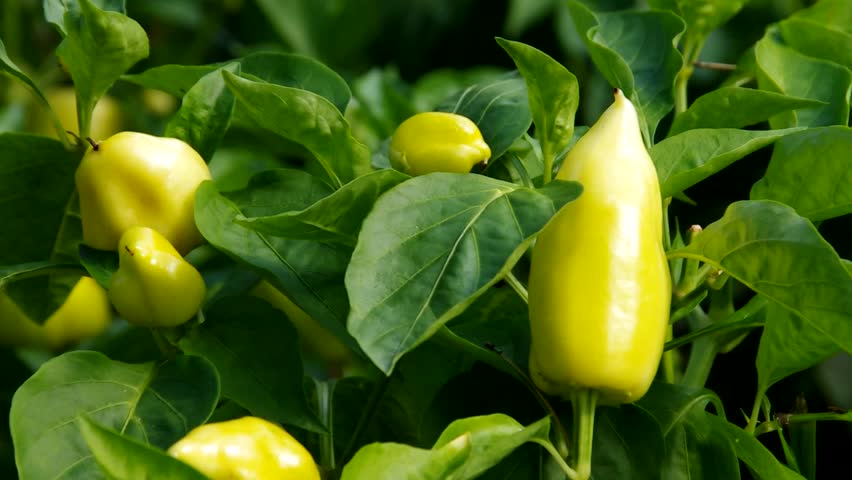 paprika plant vid