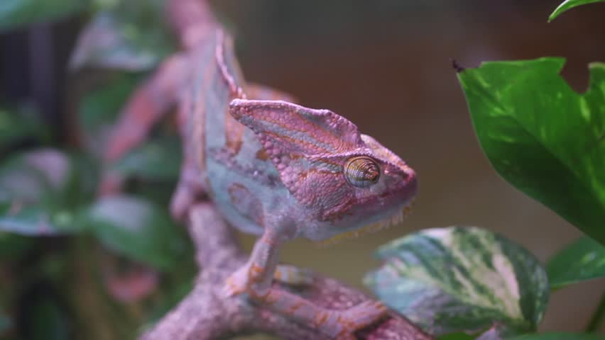 Chameleon (Chameleo Calyptratus) move
