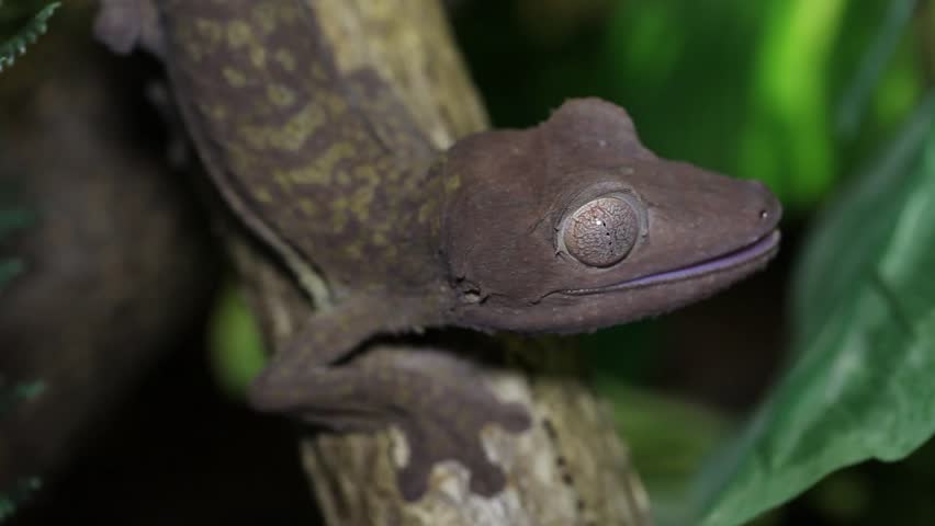 Henkel's Leaf-tailed Gecko (Uroplatus Henkeli) lick