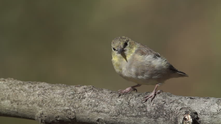 A male American Goldfinch (Carduelis tristis) in non-breeding plumage perches on a tree limb in Autumn