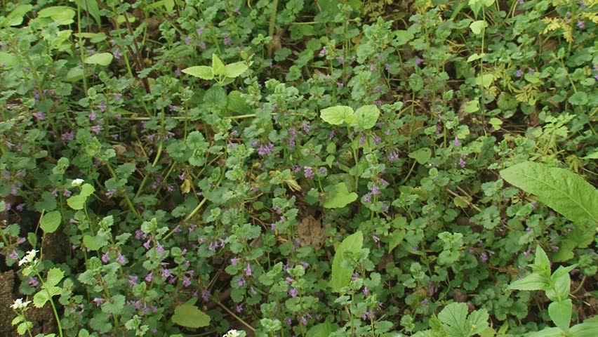 Glechoma hederacea or Ground-ivy, gill-over-the-ground, Creeping Charlie - pan