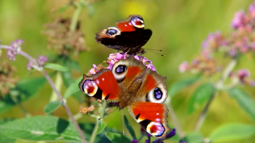 Summer Lilac with European peacock 