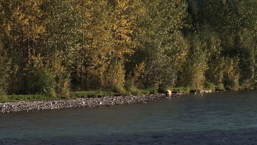 Brown Bear Scavenging Dead Fish in Autumn