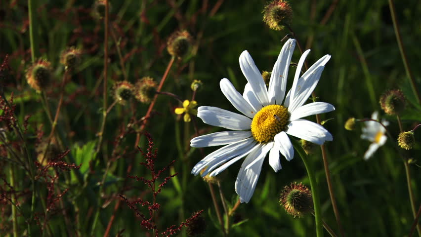 Beautiful Daisy Crushed by Fist of Evil