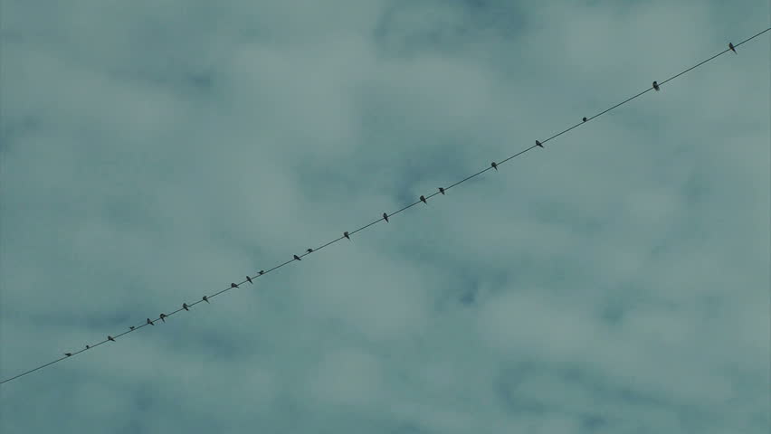 The Swallows standing on the wire