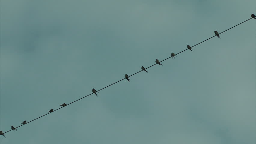 The Swallows standing on the wire
