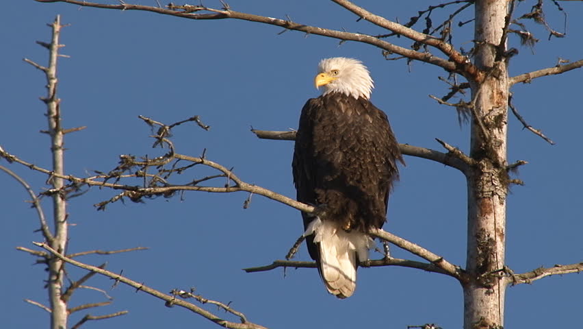 Bald Eagle sitting in a dead spruce tree in winter, scanning the ground for critters to swoop down upon. The sun shines from the southwest, low in the sky in the Alaskan afternoon.