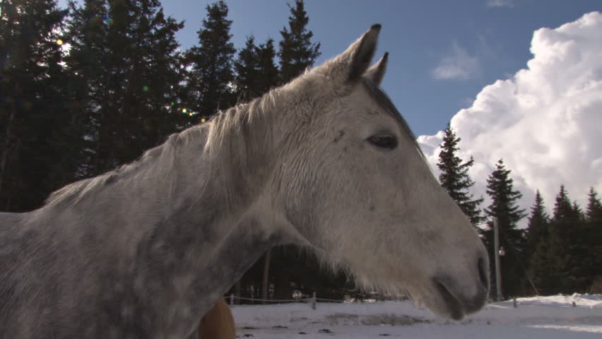 An inquisitive and playful horse investigating the camera.