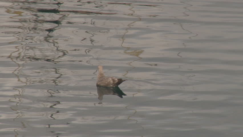 A gull floats idly but alert on rippling harbor waters on a cloudy day with reflections of nearby watercraft.