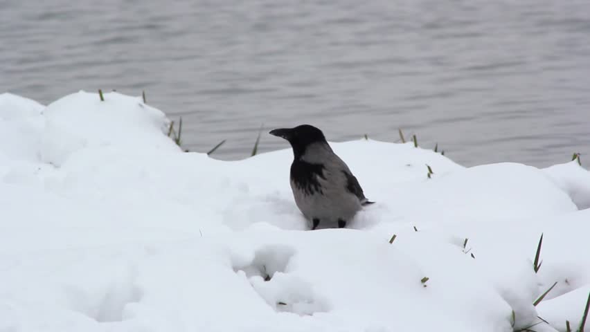 raven,Raven in the Snow