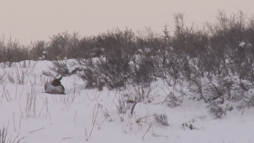 Moose cow nibbling on nearby twigs and then clambering to her feet in a light snow.