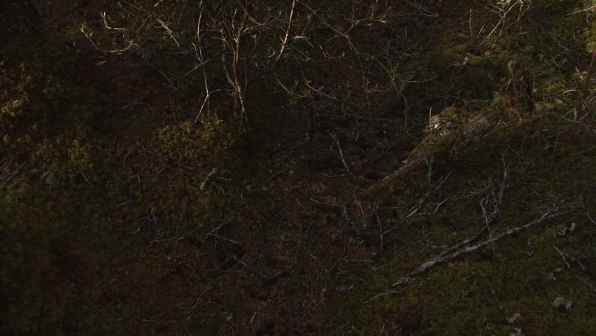 Tilt up from forest floor to tangled dark forest in Alaska. Shot in springtime on the Kenai Peninsula north of Seward.