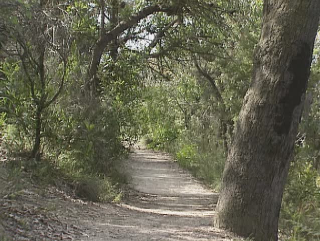 footpath in australian wilderness. The Greater Blue Mountains Area is a World Heritage Site in the Blue Mountains of New South Wales, Australia.