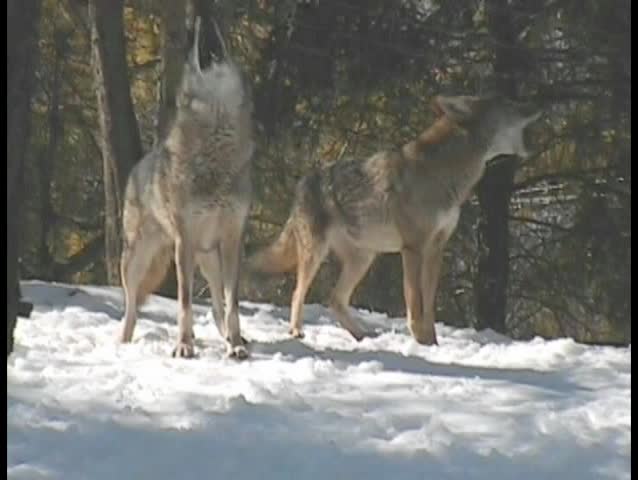 Coyote in the wild