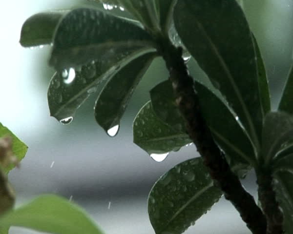 rain drop on plant leaves