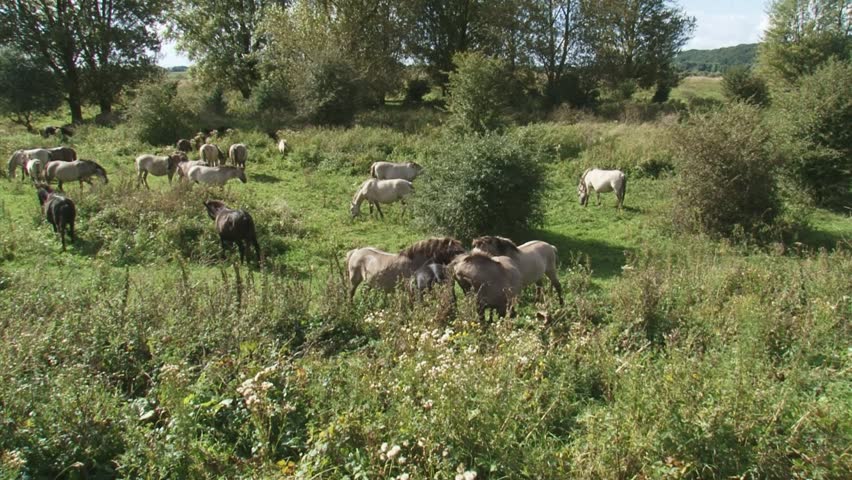 fighting stallions in herd of konik horses. Semi-wild herds of koniks can be seen today in many nature reserves.