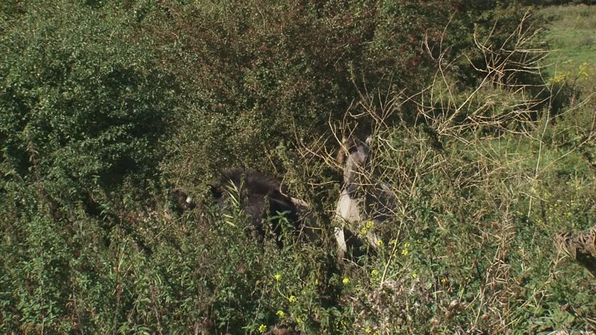 Fighting stallions in herd of konik horses. Semi-wild herds of koniks can be seen today in many nature reserves.