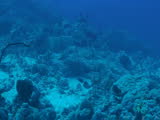 stingray, red sea